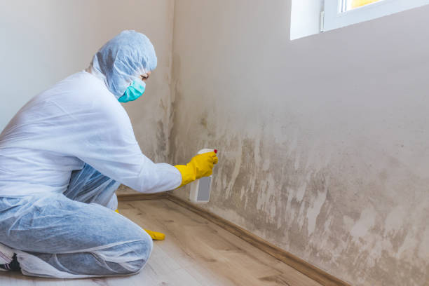 Licensed Mold Remediation service in McLean, TX - 24 Hour Mold Removal