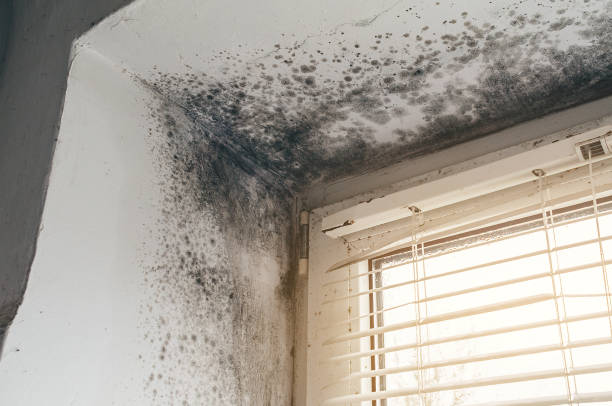 Affordable Mold Remediation solutions in McLean, TX